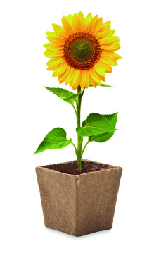 Logo trade advertising product photo of: Sunflower growing kit